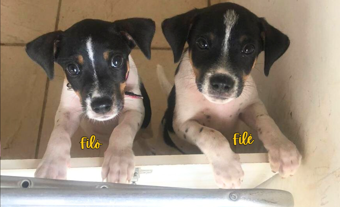 Filó e Filé — os cachorrinhos reais que inspiraram o ebook